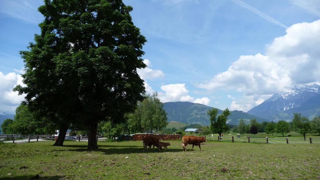 Appartamento Haus Rieder Georg *